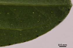 
  Portion of a leaf of Hypericum perforatum showing intramarginal black glands and pellucid glands on the lamina.
 © Landcare Research 2010 